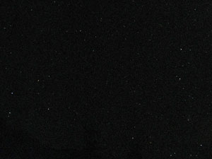 Corvus